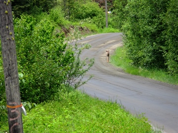 Deer, Trinity Valley Road (2023)
